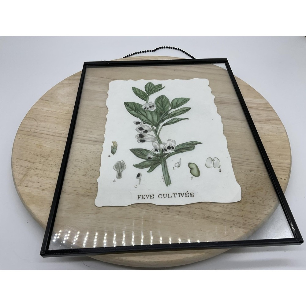 Feve Cultivee Botanical Bean Plant Art Print Framed 11x14 Green White Wall Art